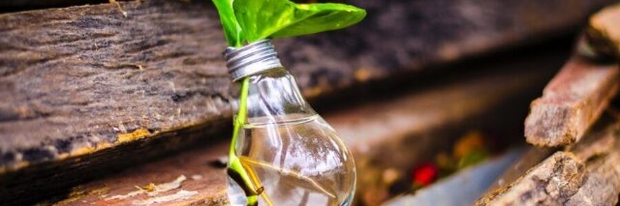 Empty lightbulb with plant sprout on wood - best eczema treatments ranked