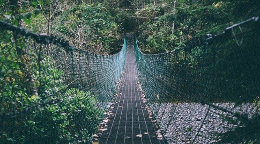 Suspended bridge in forest - Cyclosporine withdrawal