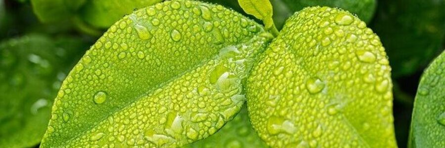 Bright green leaves with water drops - Psoriasis and chinese herbs