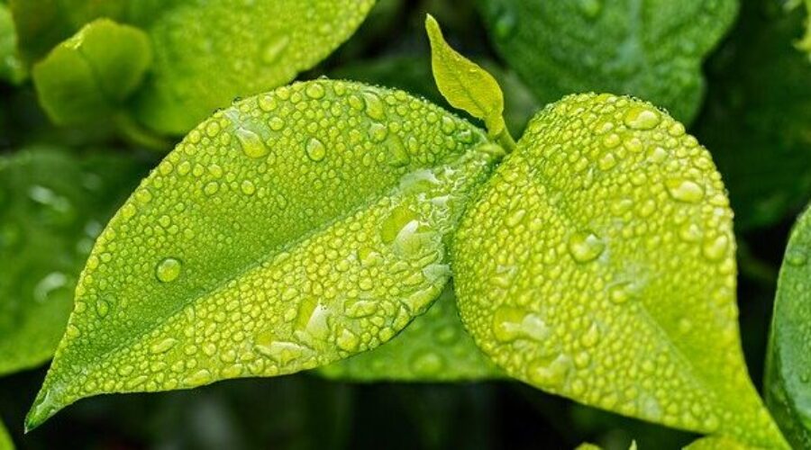 Bright green leaves with water drops - Psoriasis and chinese herbs