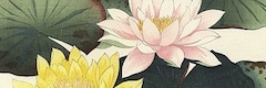 Illustrated lotus flowers - herbal dermatology