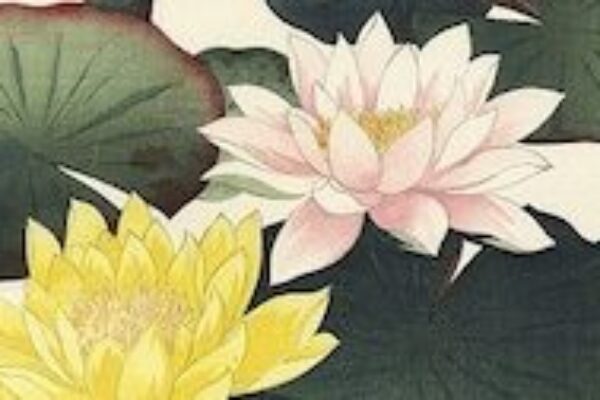 Illustrated lotus flowers - herbal dermatology