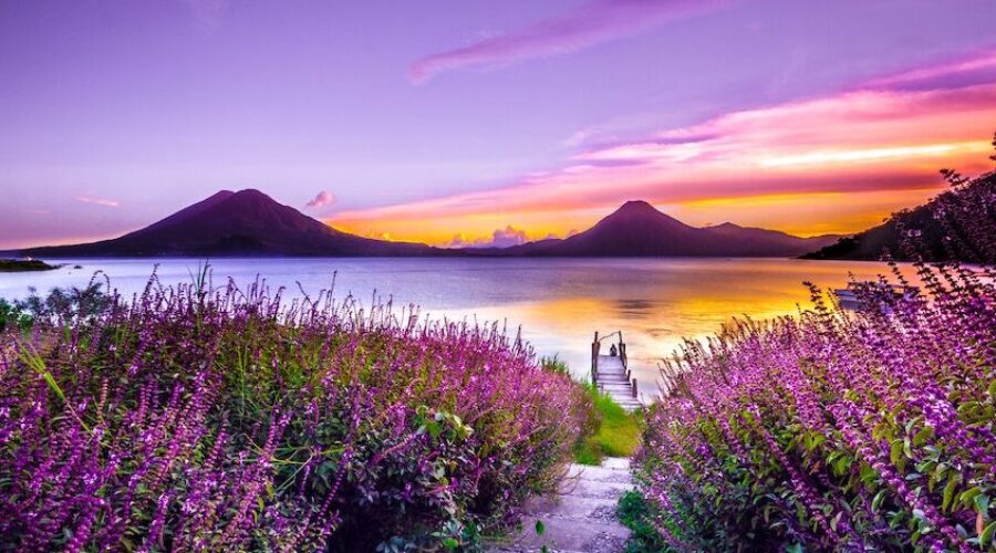 Lavender field with dock, water, and mountains at sunset - Nodular acne and herbal medicine