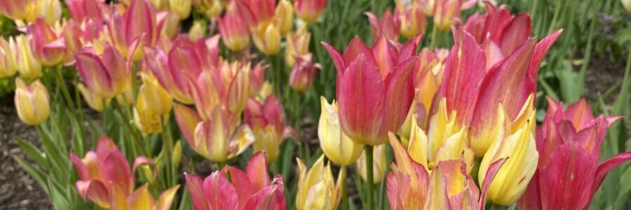 Bright Yellow and Pink Tulips - covid and skin health