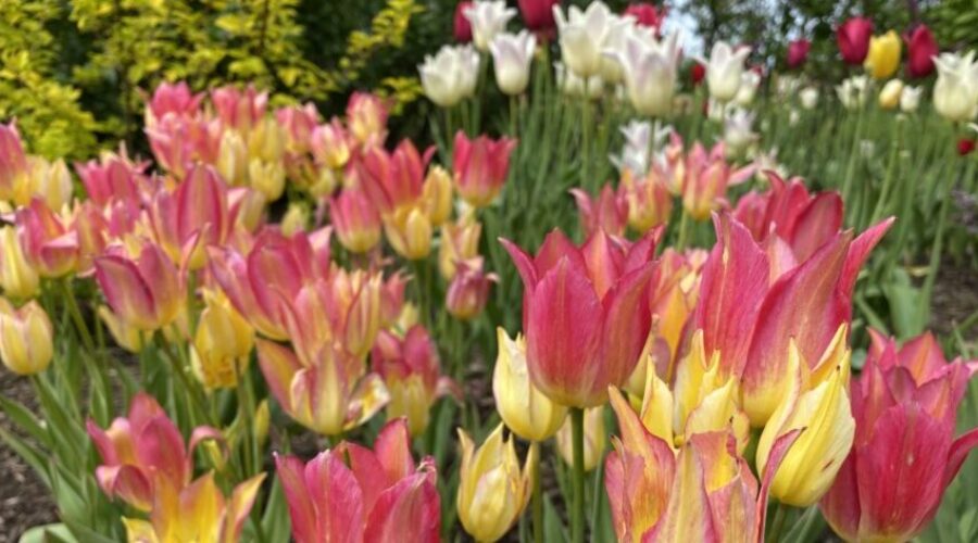 Bright Yellow and Pink Tulips - covid and skin health