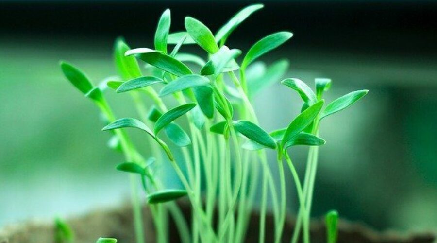 Green Sprouts - Approaching TSW thru Traditional Chinese Medicine (TCM)
