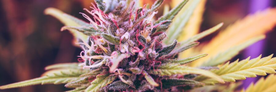 Purple Cannabis flower image - cannabis and skin health