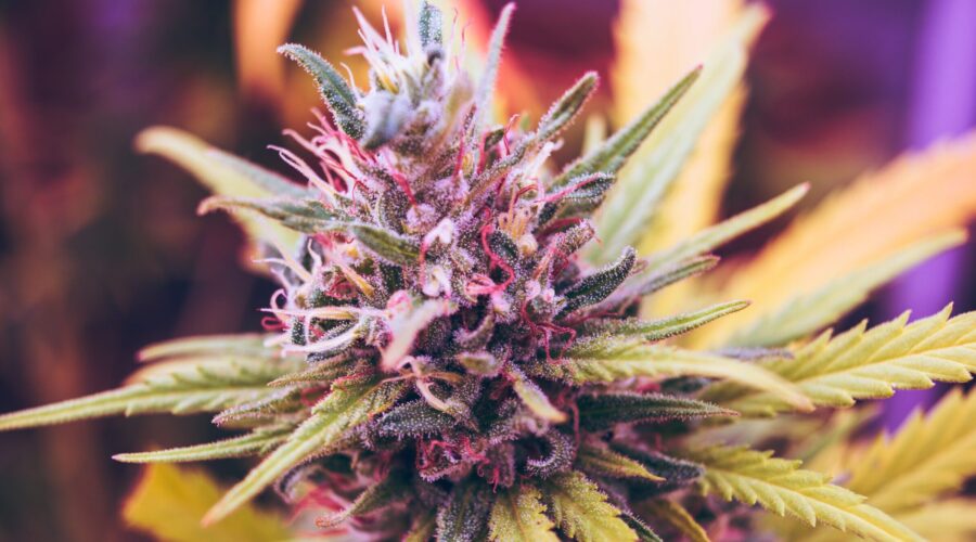 Purple Cannabis flower image - cannabis and skin health