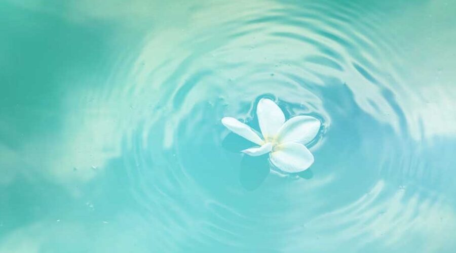 Plumeria Flower floating in water - water and skin health