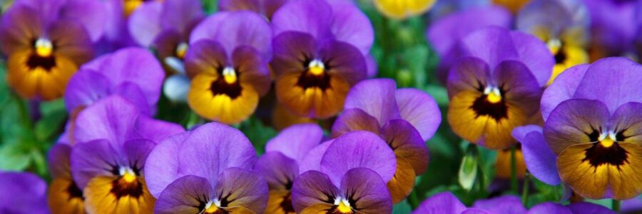 Purple Pansy Flower Image - topical steroid withdrawal