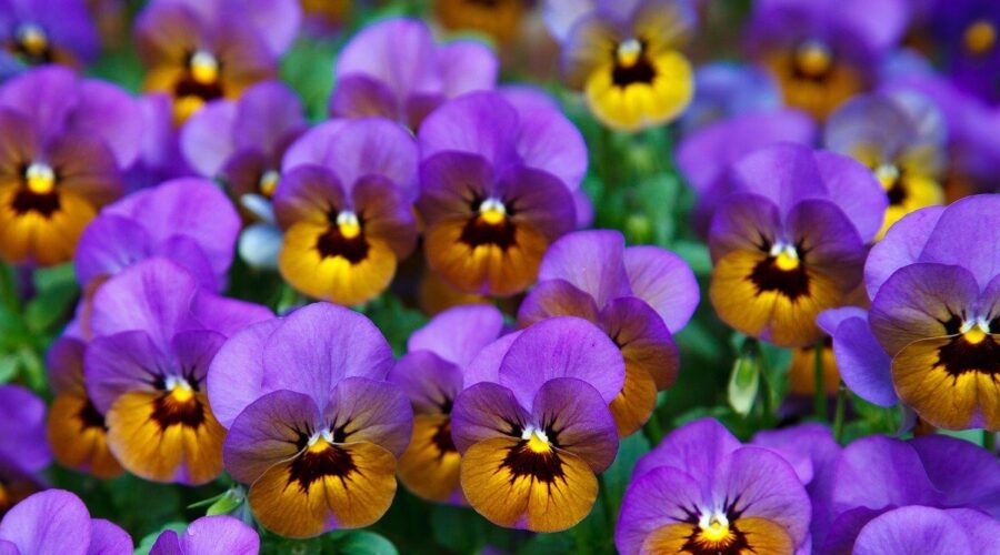 Purple Pansy Flower Image - topical steroid withdrawal