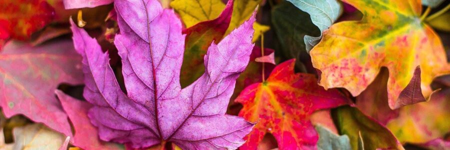 Colorful Fall Leaves - nummular eczema