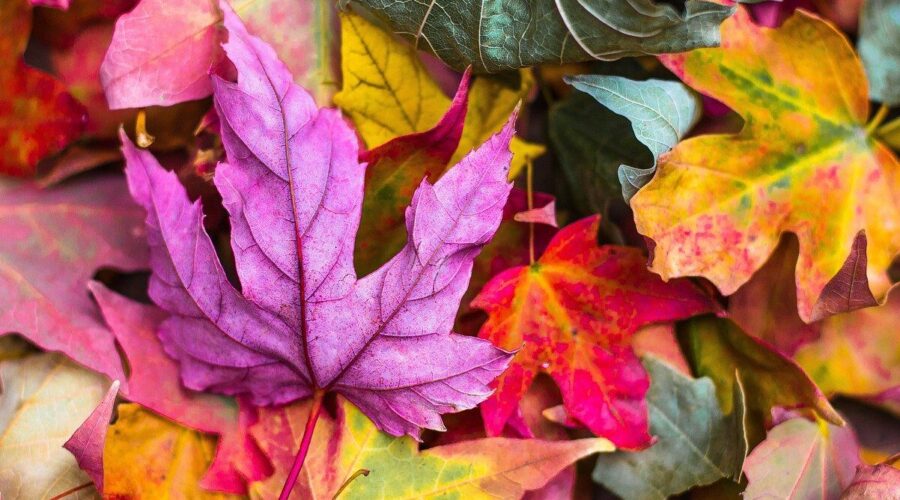 Colorful Fall Leaves - nummular eczema