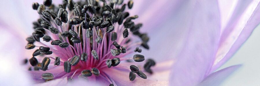 Image Flower: Skin Toner Facts