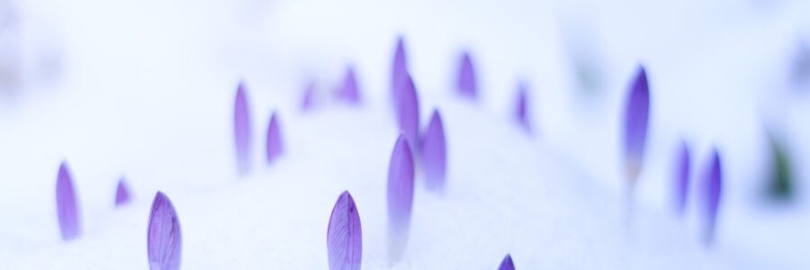Crocuses sprouting in the snow - treating eczema