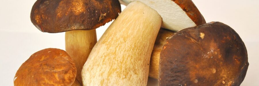 mushrooms immunity