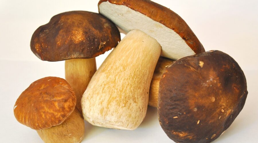 mushrooms immunity