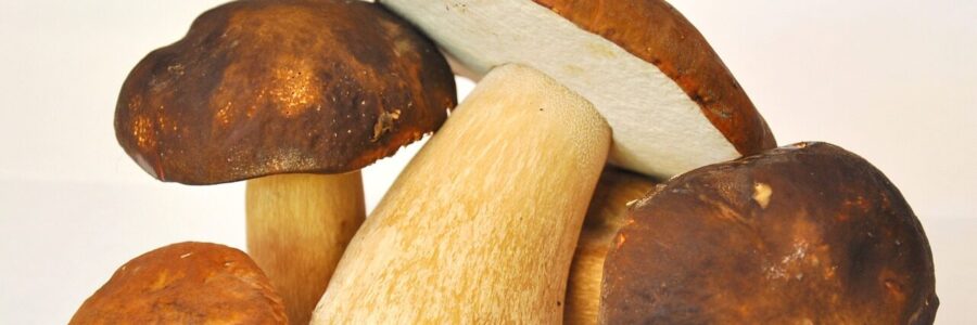 mushrooms immunity