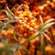 Sea Buckthorn and Your Skin