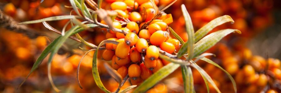 sea buckthorn