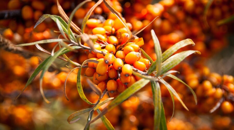 sea buckthorn