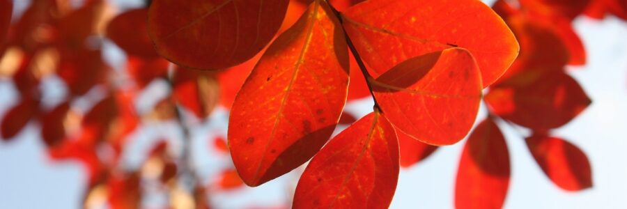 red autumn leaves