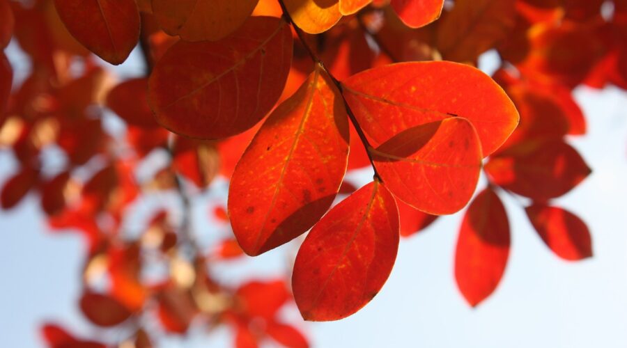 red autumn leaves