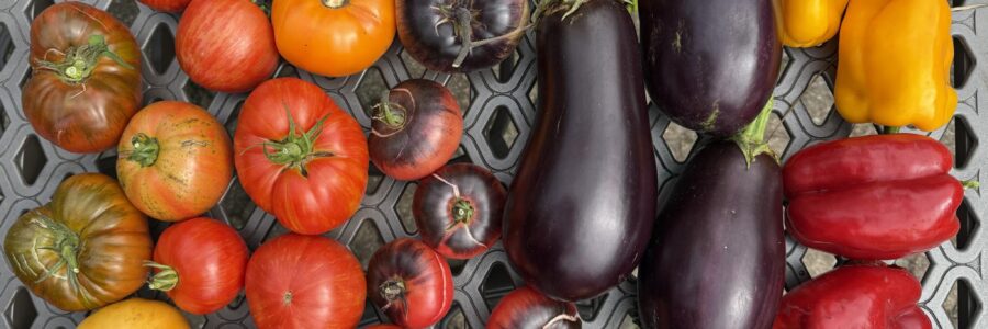 an assortment of vegetables from the nightshade family