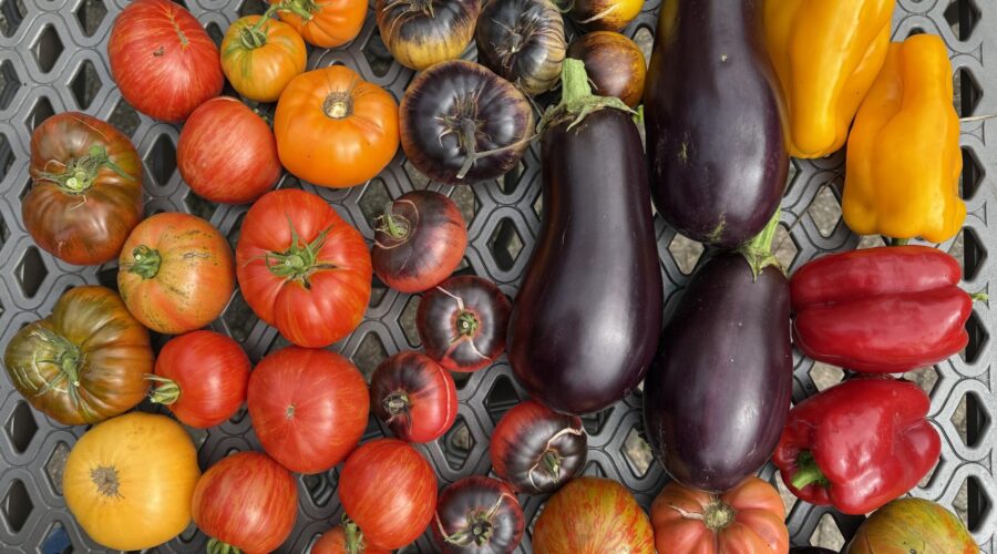 an assortment of vegetables from the nightshade family